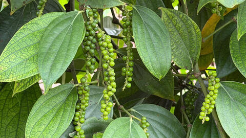 Giá tiêu hôm nay 21/3/2026: Giảm sâu 1.500 - 2.000 đồng/kg