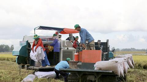 TP Cần Thơ: Khuyến khích xuống giống lúa đông xuân muộn ở khu vực có nguồn nước đảm bảo cung cấp cho sản xuất 