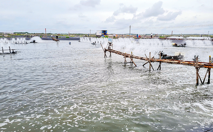 Giải pháp phát triển an toàn, bền vững cho nuôi trồng thủy sản 