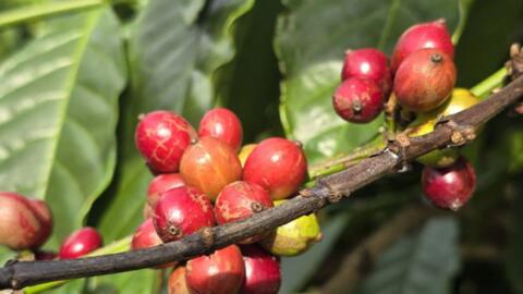 Giá cà phê Arabica vượt 7.000 USD/tấn, áp lực nguồn cung chưa hạ nhiệt
