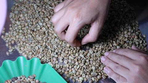 Giá cà phê hôm nay 27/3/2026: Giảm 800 - 1.000 đồng/kg