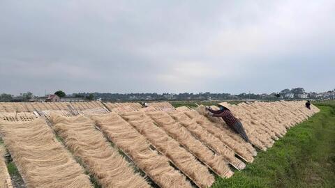 Chủ động đổi mới, đưa sản phẩm OCOP miến làng So vươn ra thị trường lớn