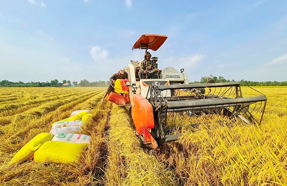 Ngành lúa gạo đối mặt với khó khăn “kép” 