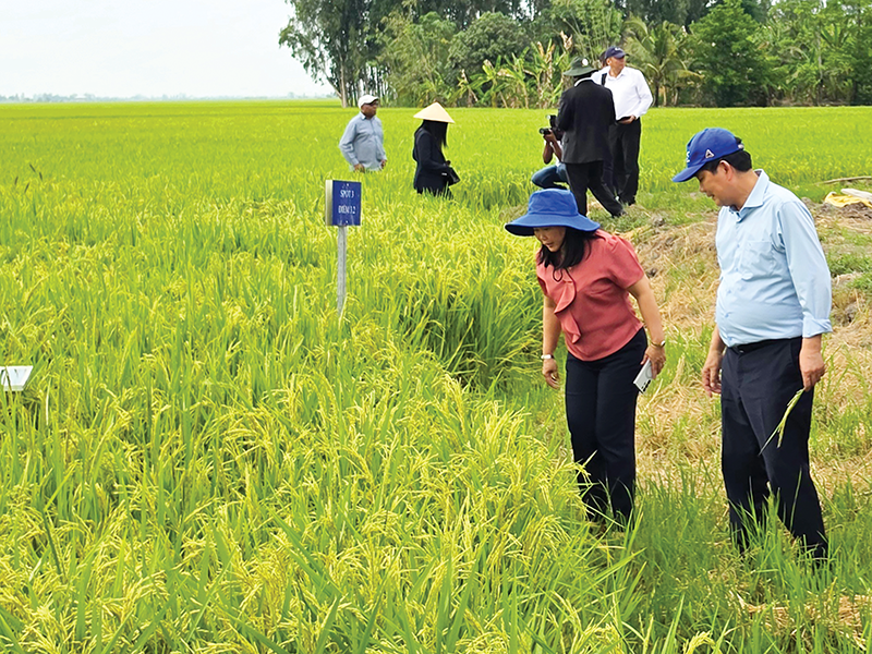 Cần Thơ nhân rộng mô hình trồng lúa chất lượng cao, phát thải thấp 