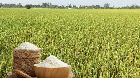 Giá lúa gạo hôm nay ngày 6/4: Gạo thường tăng 1.000 đồng/kg