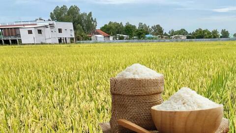 Giá lúa gạo hôm nay ngày 7/4: Gạo nguyên liệu xuất khẩu tiếp đà tăng