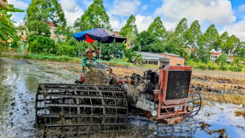 Linh hoạt xuống giống lúa hè thu để đảm bảo nguồn nước, kiểm soát xâm nhập mặn