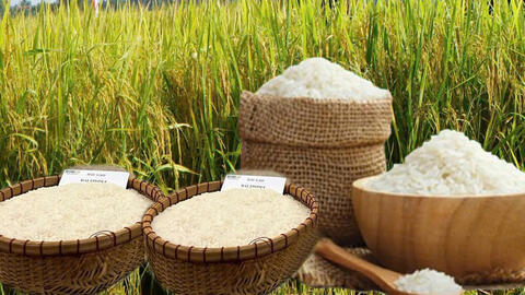 Giá lúa gạo hôm nay ngày 8/4: Lúa tươi tăng giá