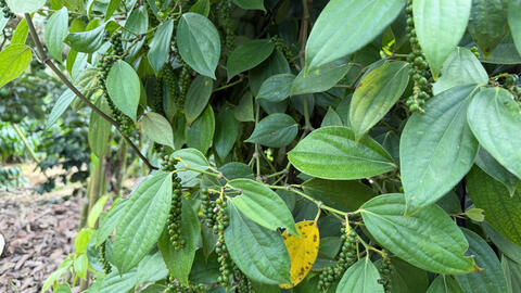 Giá tiêu hôm nay 10/4/2026: Cao nhất 139.000 đồng/kg