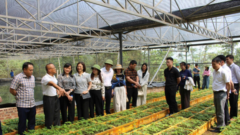 Sâm Ngọc Linh Sơn La: Từ ‘quốc bảo’ đến sinh kế bền vững