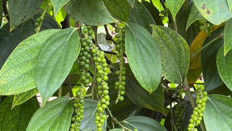 Giá tiêu hôm nay 14/4/2026: Tăng nhẹ, lên mốc 140.000 đồng/kg