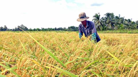Cà Mau: Mời gọi tham gia Cuộc thi Gạo ngon ĐBSCL lần thứ I 