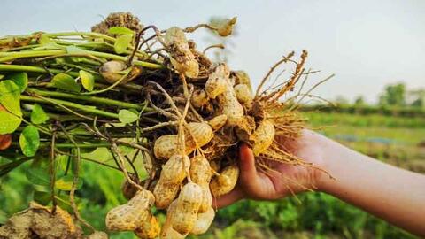 Giá nông sản hôm nay 21/4/2026: Nhiều mặt hàng có mức giá thấp