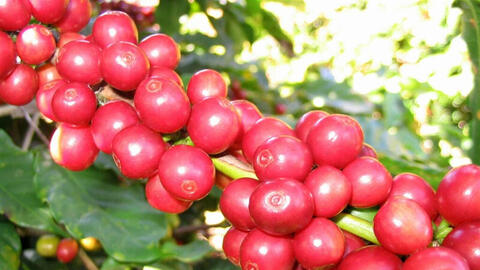 Lễ hội cà phê Việt Nam tại Singapore: Cơ hội cho doanh nghiệp Việt