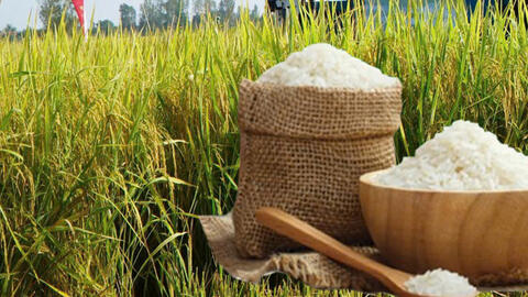 Giá lúa gạo hôm nay ngày 24/4/2026: Lúa tươi đồng loạt giảm nhẹ