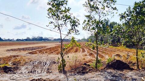 Chuyện cây lúa, con lươn... 