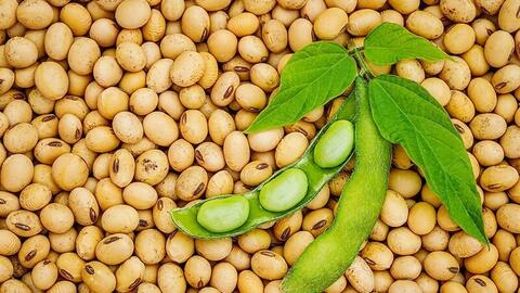 Giá đậu tương bật tăng lên cao