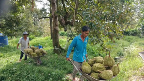 Khơi thông xuất khẩu sầu riêng từ vùng trồng đến phòng kiểm nghiệm 
