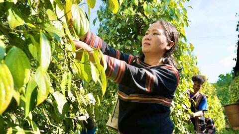 Giá tiêu hôm nay 8/5/2026: Duy trì bình ổn