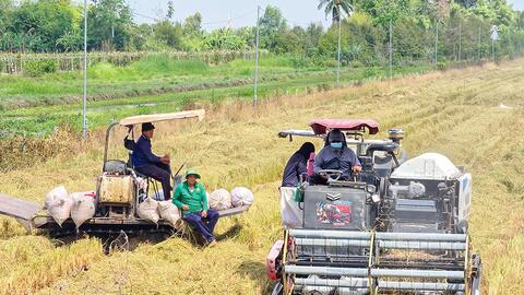 Cần Thơ đã thu hoạch hơn 288.220ha lúa đông xuân 