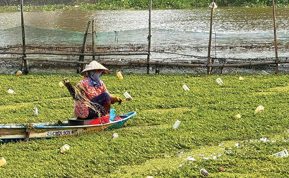 Trồng rau nhút trên sông trong mùa hạn cho thu nhập cao 