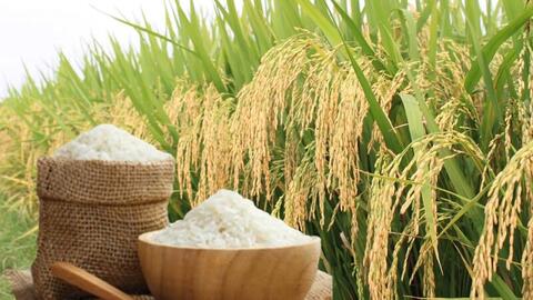 Giá lúa gạo hôm nay ngày 19/5/2026: Lúa tươi đồng loạt tăng mạnh