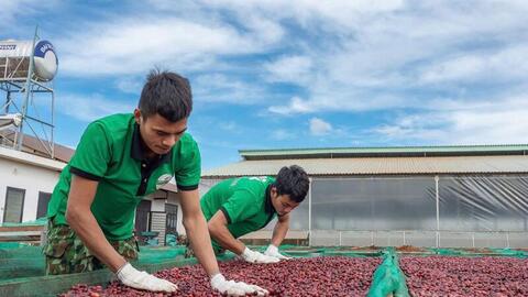 Giá cà phê hôm nay 21/5/2026: Tăng nhẹ 800 đồng/kg