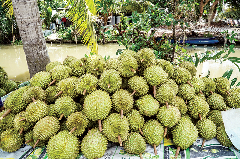 Xây dựng mã số vùng trồng, nâng cao giá trị nông sản 