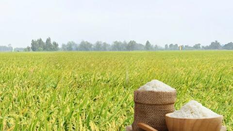 Giá lúa gạo hôm nay ngày 22/5/2026: Gạo xuất khẩu  tăng