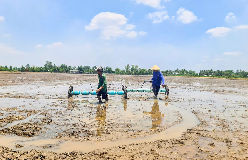 Xuống giống lúa hè thu chậm nhất đến ngày 20-6 