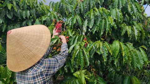 Giá cà phê hôm nay 26/5/2026: Dao động dưới mốc 88.000 đồng/kg