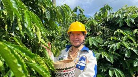 Giá cà phê hôm nay 28/5/2026: Ổn định trên mốc 88.000 đồng/kg