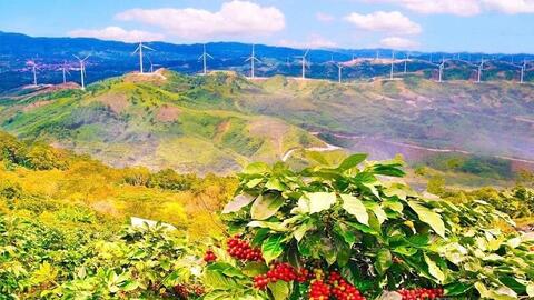 Cà phê Khe Sanh: Bản hành khúc trăm năm