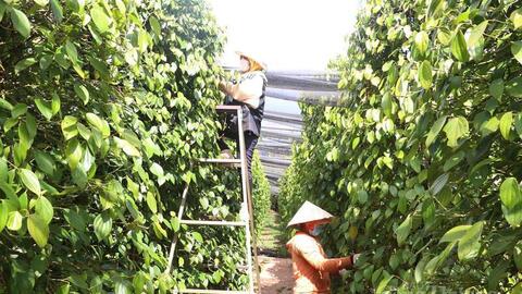 Giá tiêu hôm nay 9/6/2026: Dao động từ 137.000 - 140.000 đồng/kg.