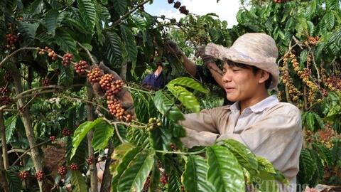 Giá cà phê thế giới đồng loạt tăng