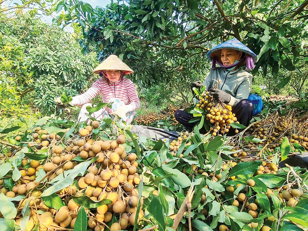 Nhãn Ido được mùa, mất giá