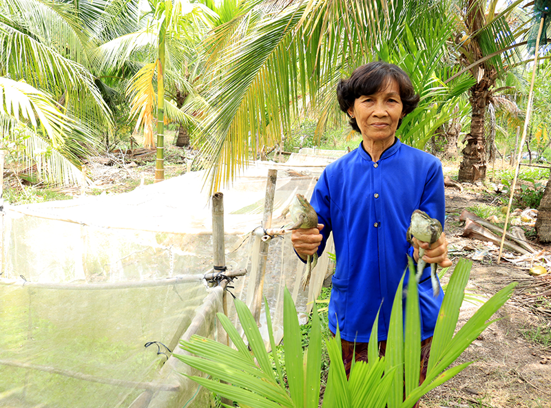 Nâng cao thu nhập từ mô hình nuôi ếch Thái thương phẩm 