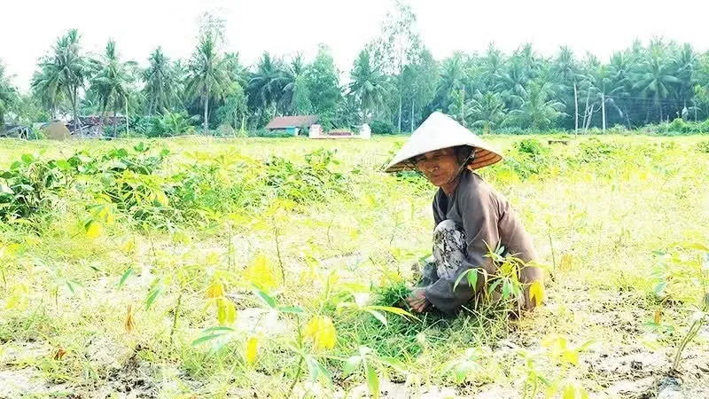 Phòng chống thoái hóa đất 