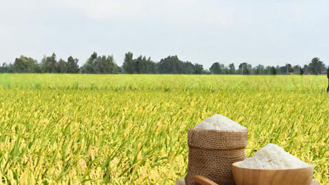 Giá lúa gạo hôm nay ngày 6/7/2026: Gạo OM 18 tăng 500 đồng/kg