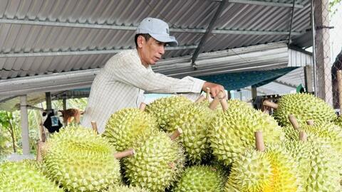 Sắp diễn ra Hội thảo Sầu riêng châu Á lần thứ 2