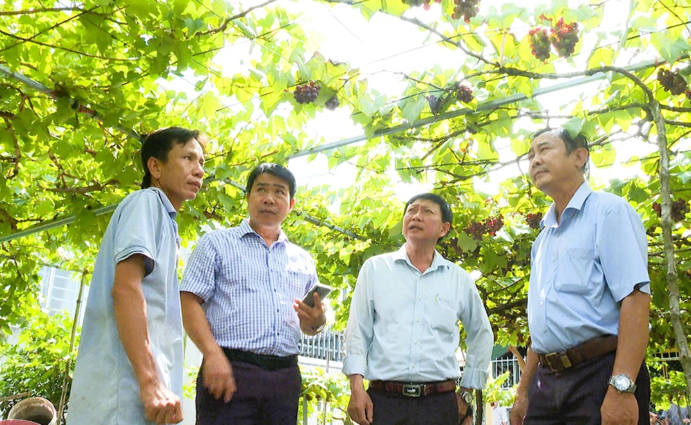 Ra mắt Tổ hợp tác trồng nho, xen canh trồng hoa kiểng 