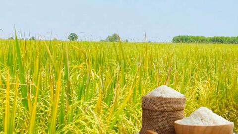 Giá lúa gạo hôm nay ngày 24/7/2026: Gạo Đài thơm tăng 500 đồng/kg