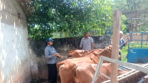 Khai thác hiệu quả lợi thế vật nuôi, góp sức giảm nghèo bền vững ở miền Tây Nghệ An