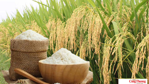 Giá lúa gạo hôm nay ngày 11/8/2026: Gạo nguyên liệu xuất khẩu tăng