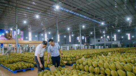 Nghị quyết số 36: Cơ hội chuẩn hóa vùng nguyên liệu sầu riêng
