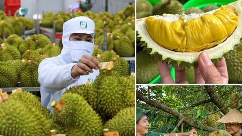 Không mở rộng diện tích sầu riêng; tập trung nâng cao năng suất, chất lượng