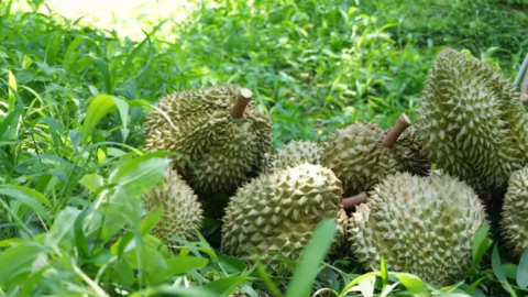 Trung Quốc phê duyệt thêm nhiều mã số vùng trồng, cơ sở đóng gói nông sản Việt Nam 