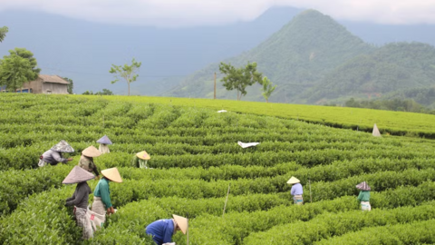 Từ những đồi chè xanh đến thương hiệu La Bằng