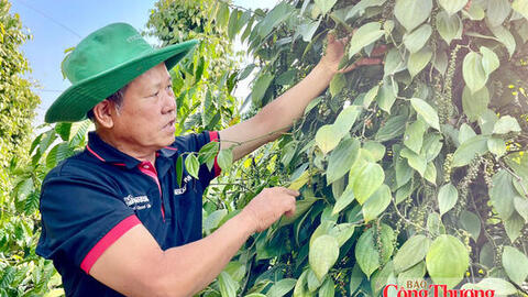 Giá tiêu hôm nay 8/9/2026: Tiếp tục đi ngang