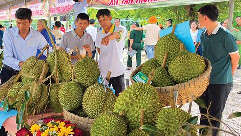 Hiện đại hóa nông nghiệp từ tư duy liên kết chuỗi 